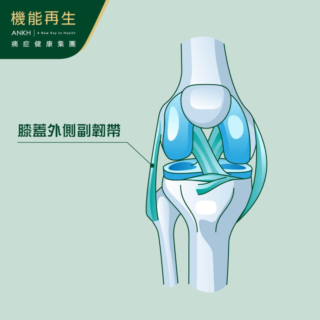 ANKH機能再生圖解膝蓋外側副韌帶位置