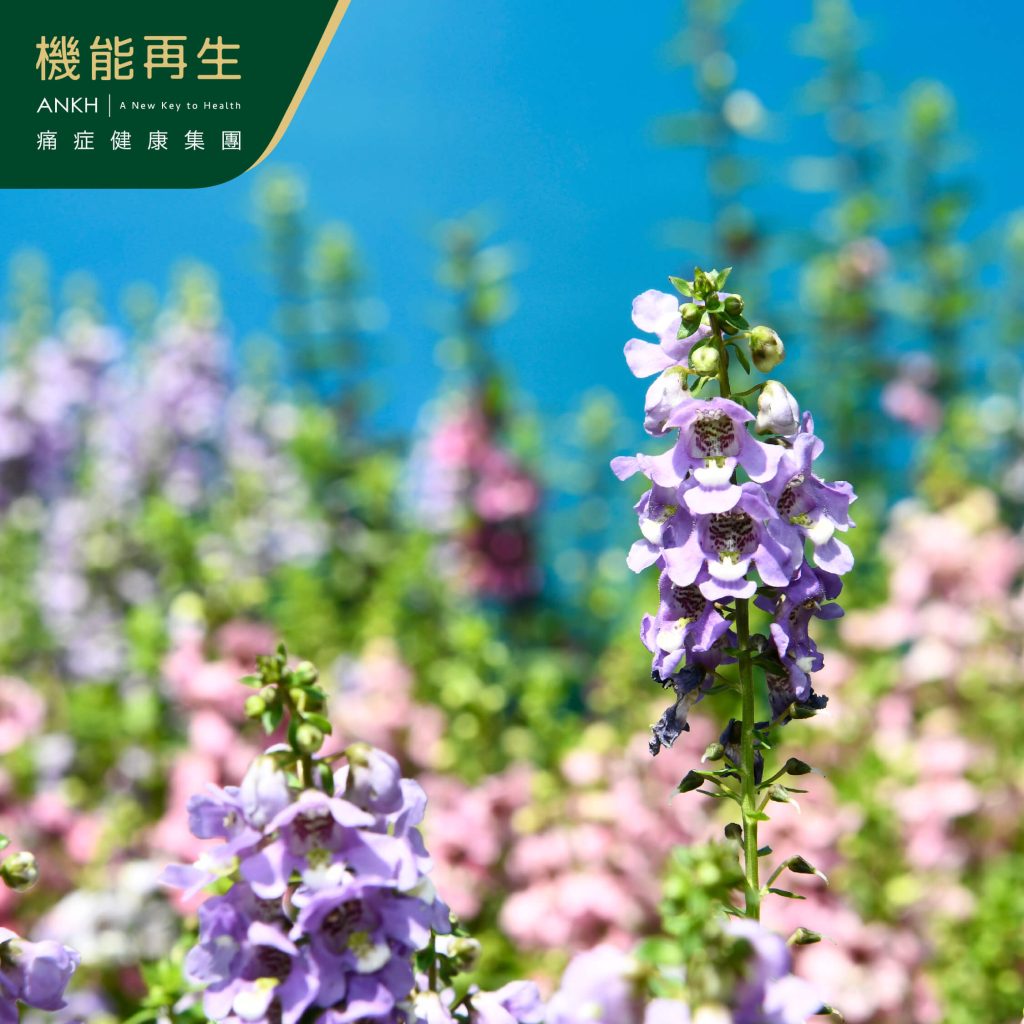 愛花之人必去的賞花打卡熱點——2024年香港花卉展覽-ANKH機能再生