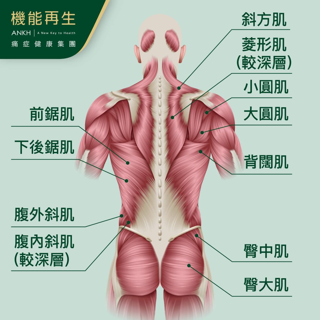 背痛根源：背部肌肉結構一覽-ANKH機能再生