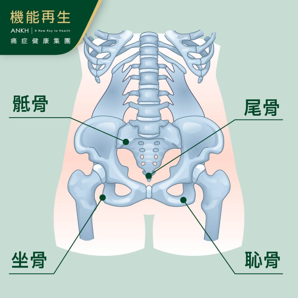 一圖看清尾龍骨位置久坐是尾龍骨痛原因之一-ANKH機能再生