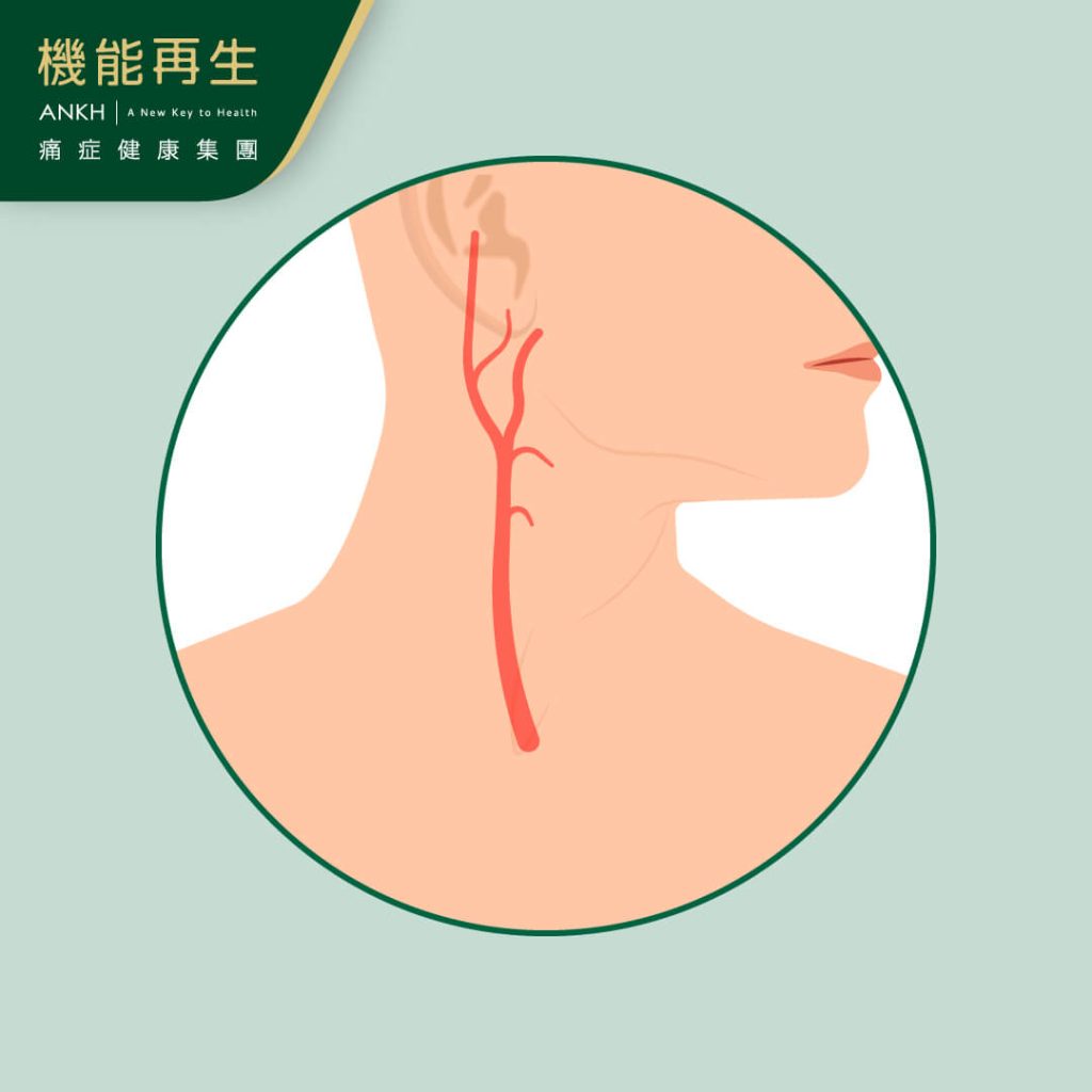 頸動脈一旦心跳與血壓不正常時，就會進行調節-ANKH機能再生