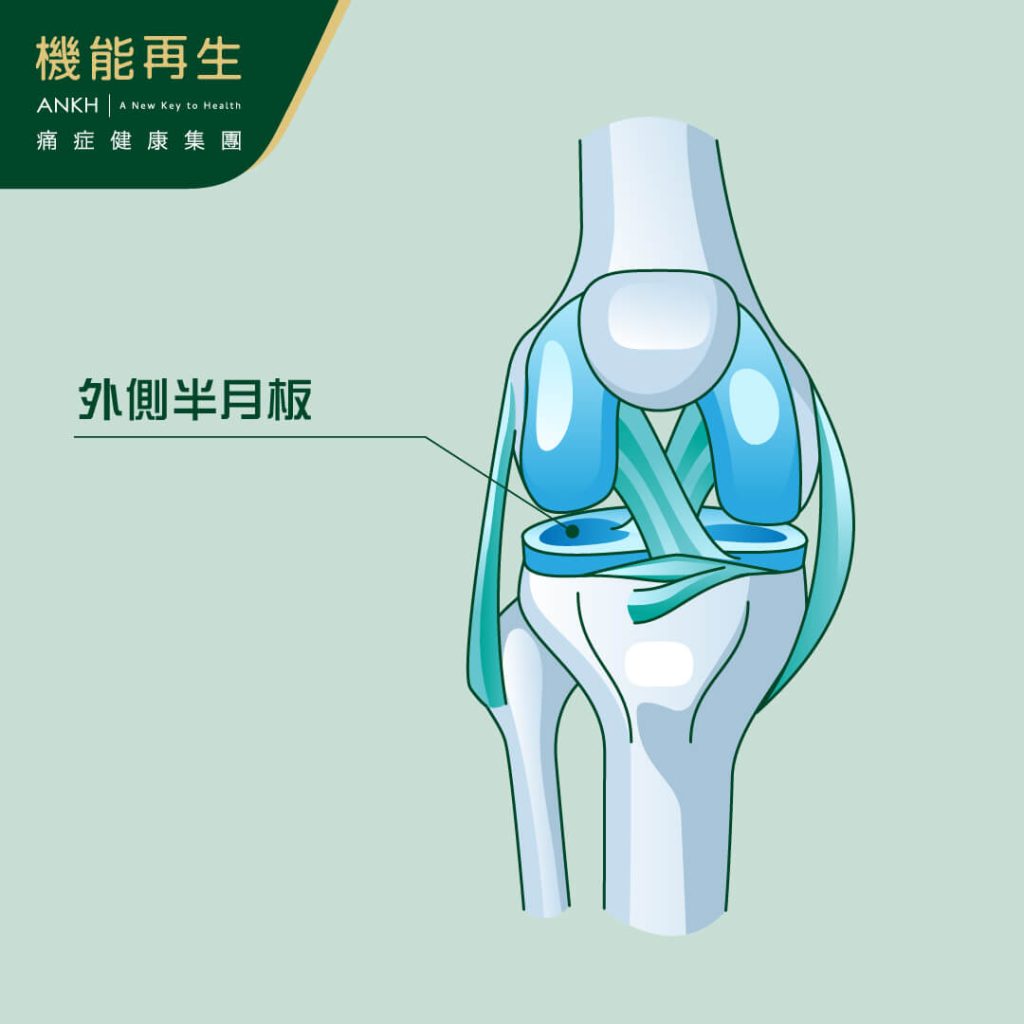 圖解外側半月板位置-ANKH機能再生