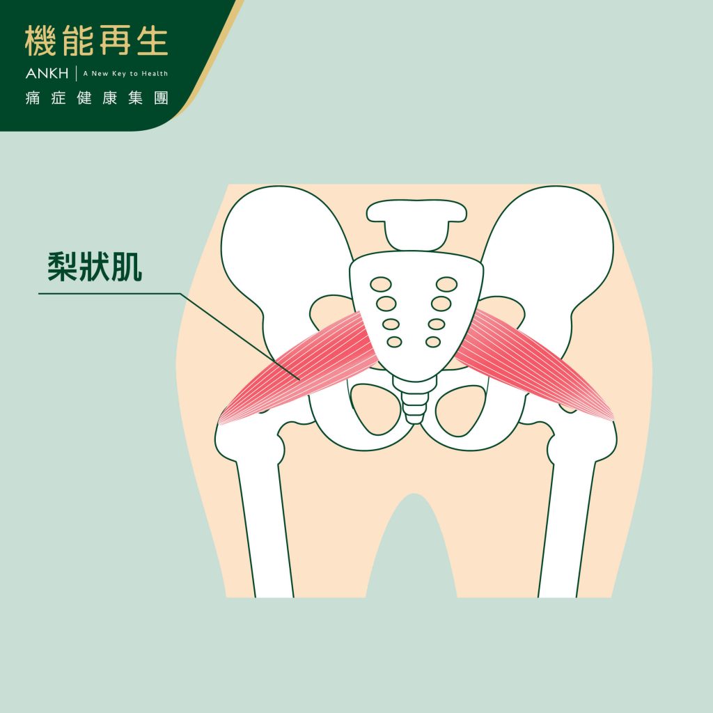 而梨狀肌的下方，正是離開盆骨腔後的坐骨神經至臀部位置-ANKH機能再生