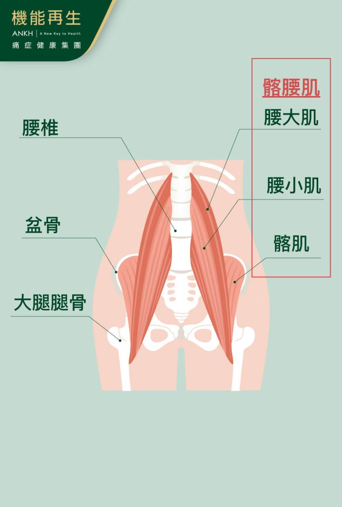 「髂腰肌」從盆骨處的髂骨一直延伸至腰椎，連結著軀幹與下半身-ANKH機能再生