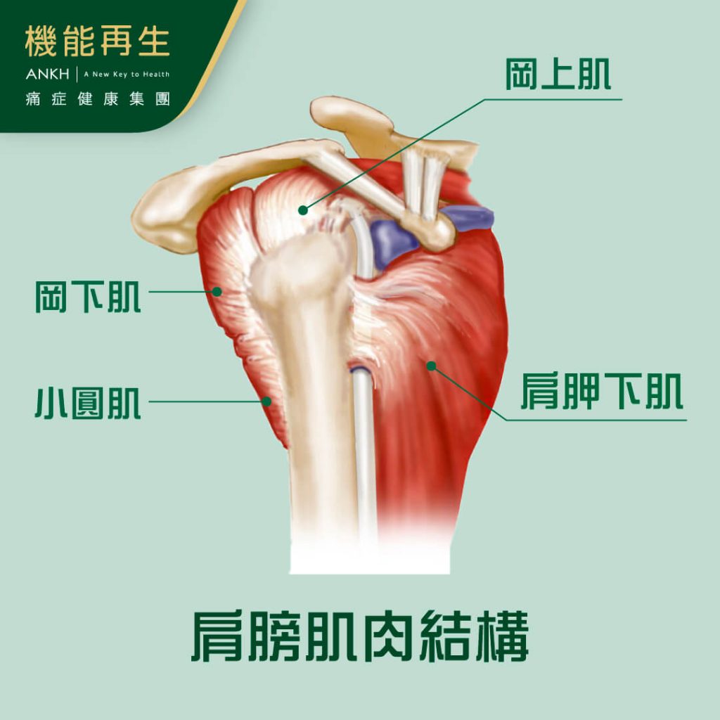 旋轉袖肌群（岡上肌、岡下肌、肩胛下肌、小圓肌）負責協助穩定肩關節-ANKH機能再生