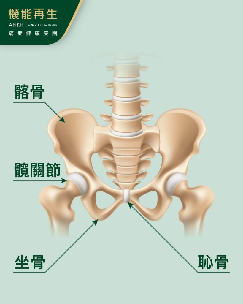 盆骨為左右兩髖骨關節（即是骼骨、坐骨、恥骨）、薦椎、尾椎及其韌帶肌肉連結組成的圓盆環狀結構-ANKH機能再生