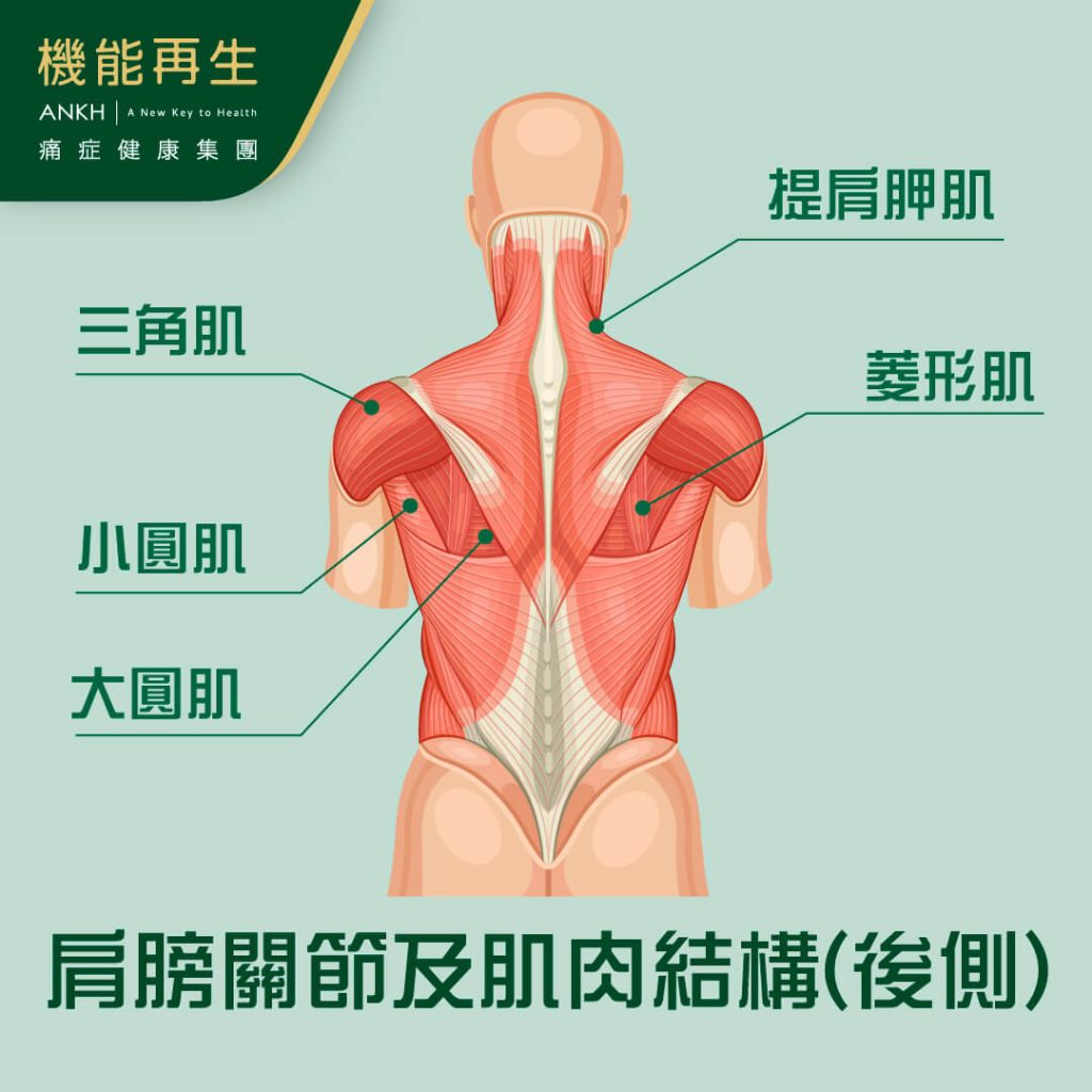 這些肩膀肌肉都與肩膀痛有關，平日姿勢不正確、外傷、勞損、過度使用肩膀等，都會造成肩膀痛問題。-ANKH機能再生