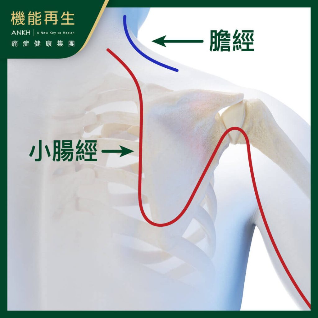 在中醫角度，五十肩和膽經與小腸經兩條經絡有關-ANKH機能再生