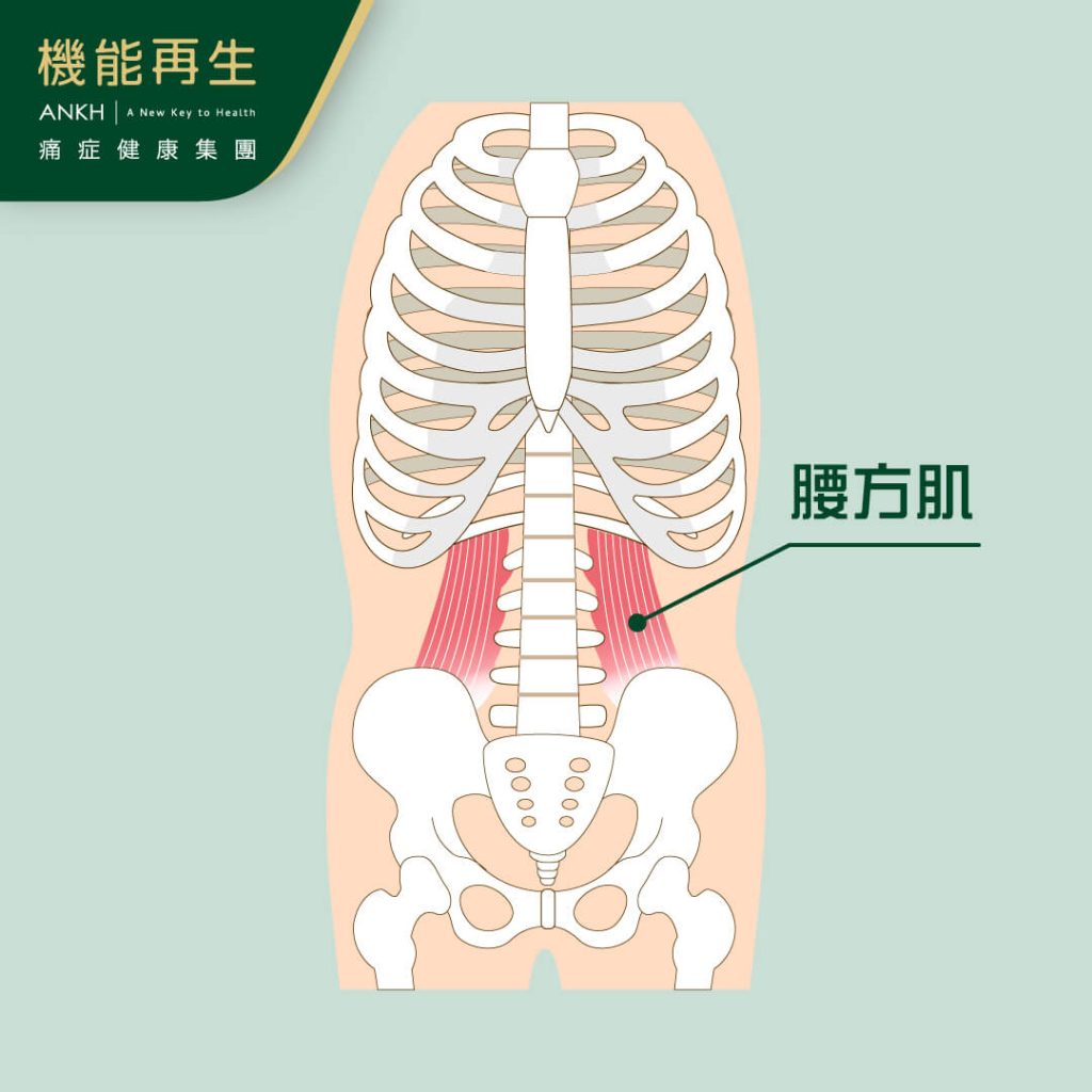 腰方肌位置-ANKH機能再生