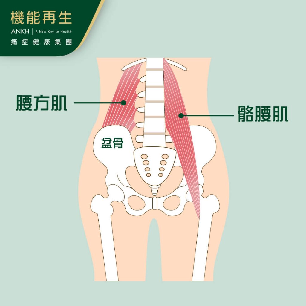 腰部結構及腰肌位置-ANKH機能再生