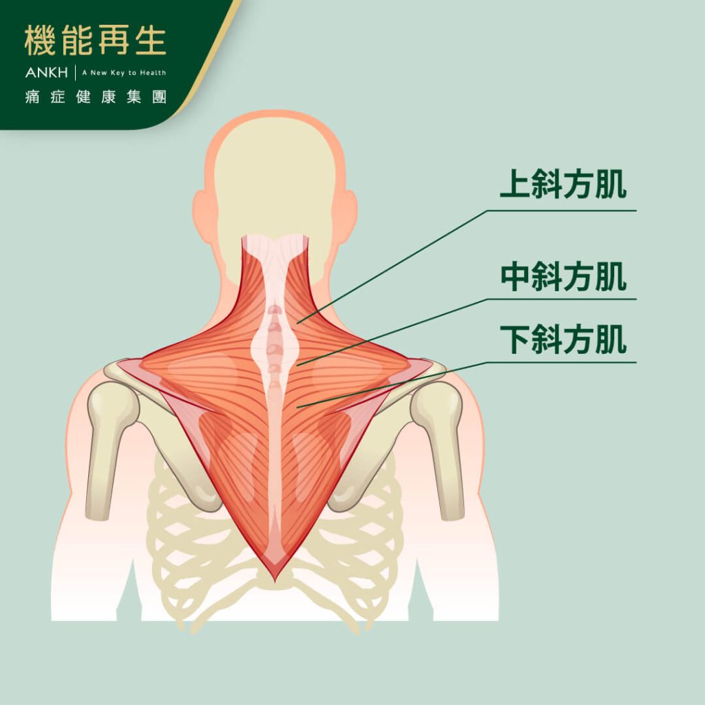 斜方肌由三塊肌肉所組成，分別為上斜方肌、中斜方肌和下斜方肌-ANKH機能再生