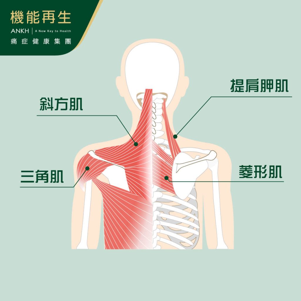 斜方肌綜合症會令斜方肌附近肌肉變得繃緊-ANKH機能再生